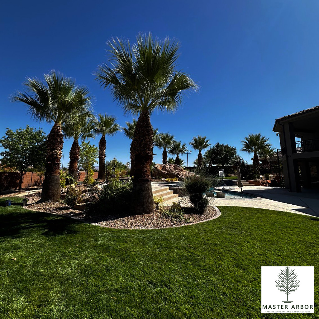 Master Arbor Tree Care | Washington UT
