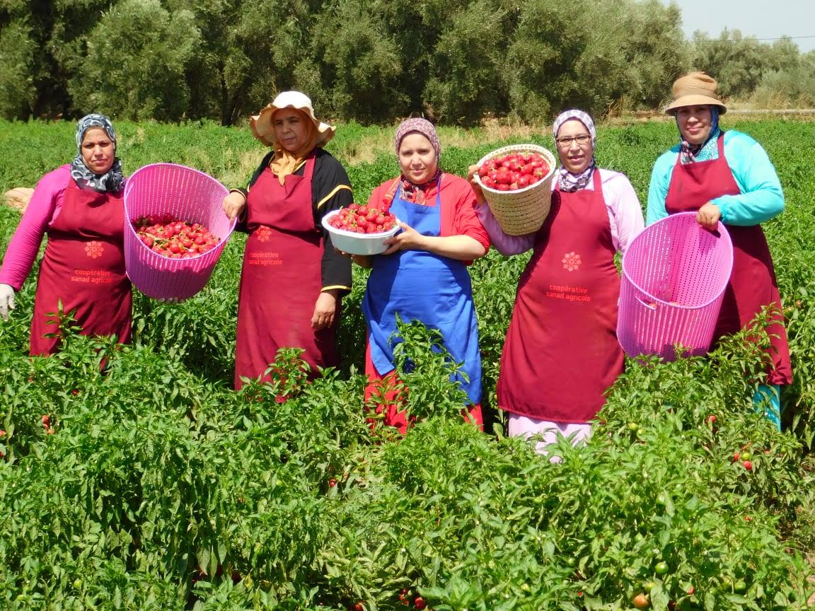 Sanad Nature - Coopérative SANAD Agricole | Oulad Mbarek