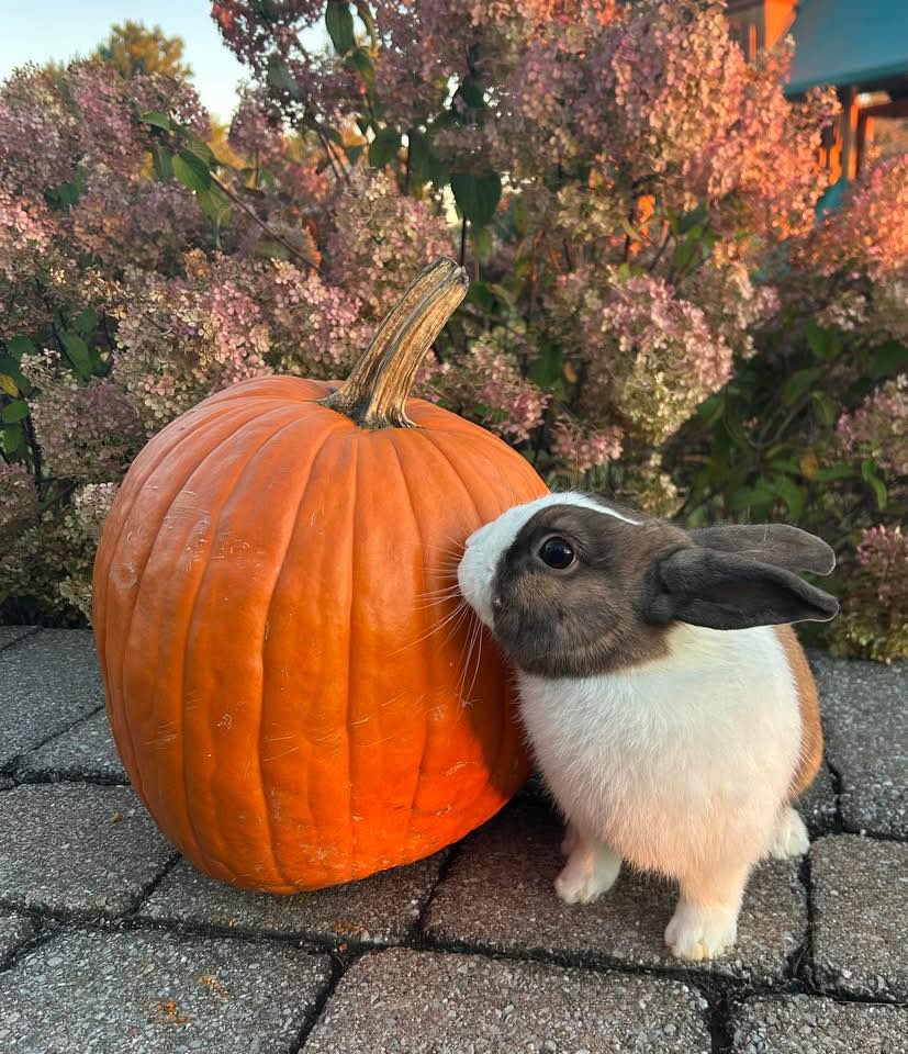 Dutch Island Rabbitry