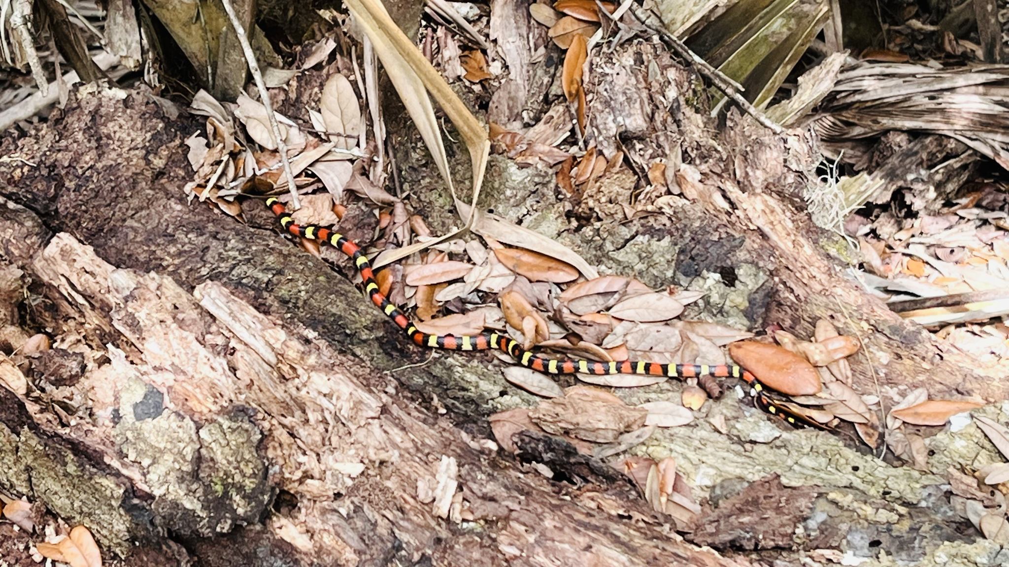 Saw this king snake on a hike in Black Bear, just outside Orlando.