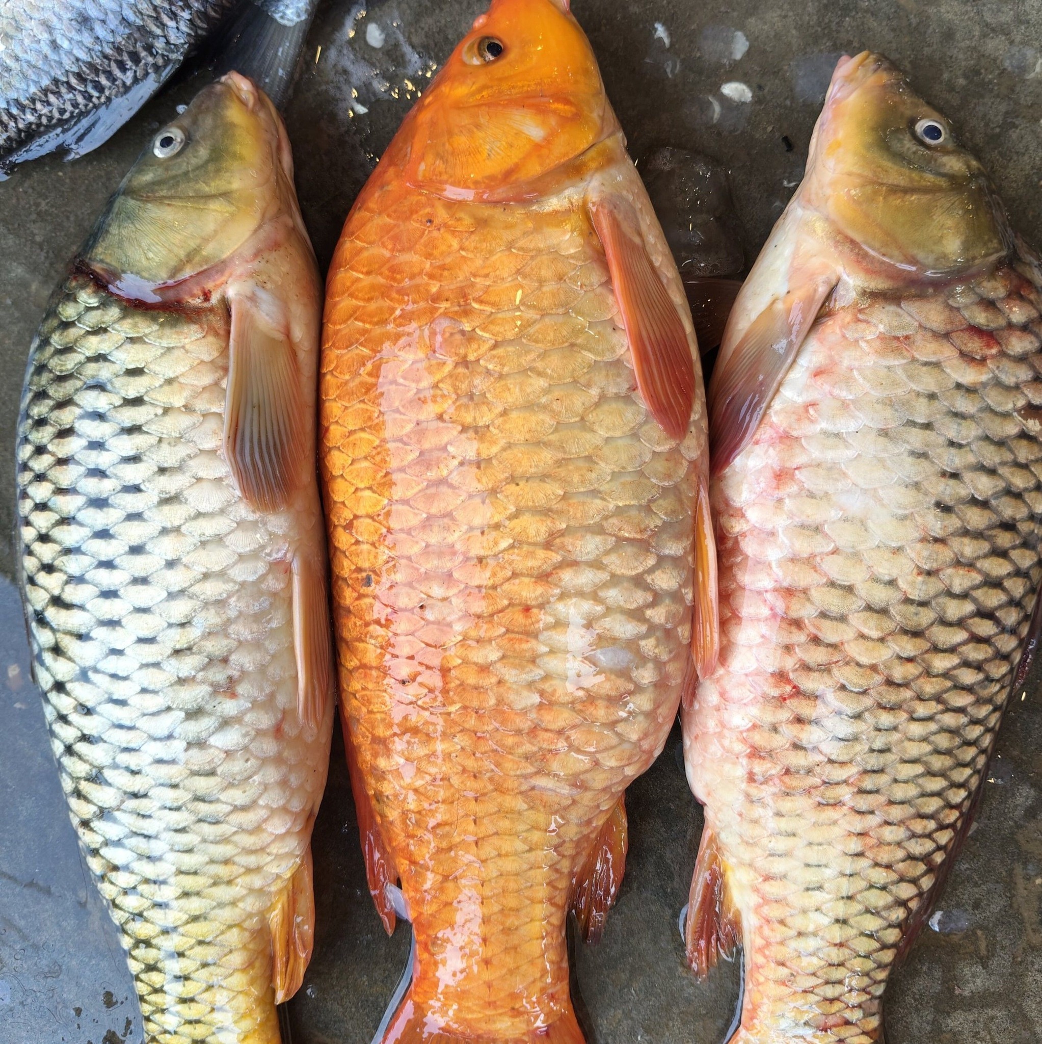 #today #fishsale #fishmarket #viralreelsfacebook | Fishing And Mangoes