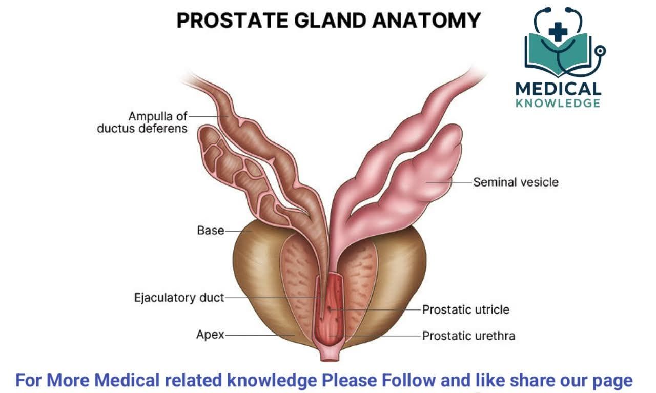 Image of the Week! Contributed by: Maria Tretiakova, M.D., Ph.D