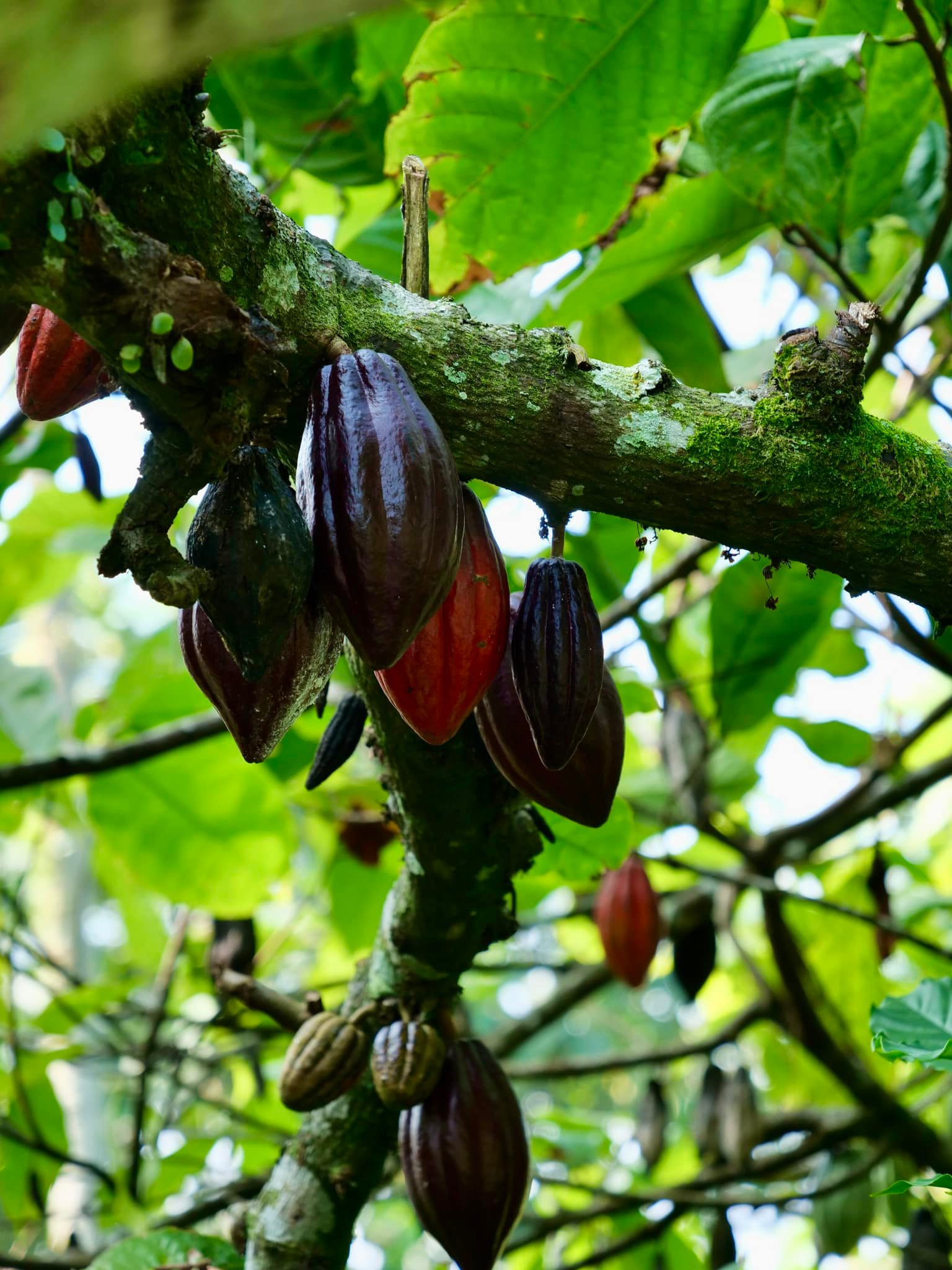 Nouk Cacao