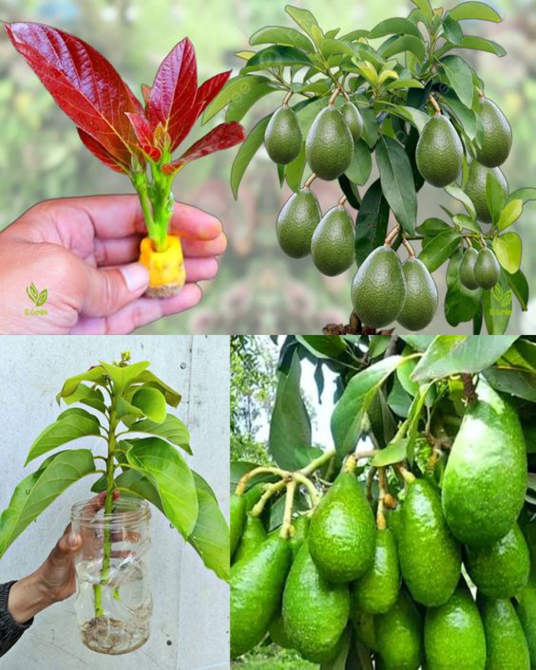 Amazing - How to Grow Avocados in Containers - Complete Growing Guide 👇 ...