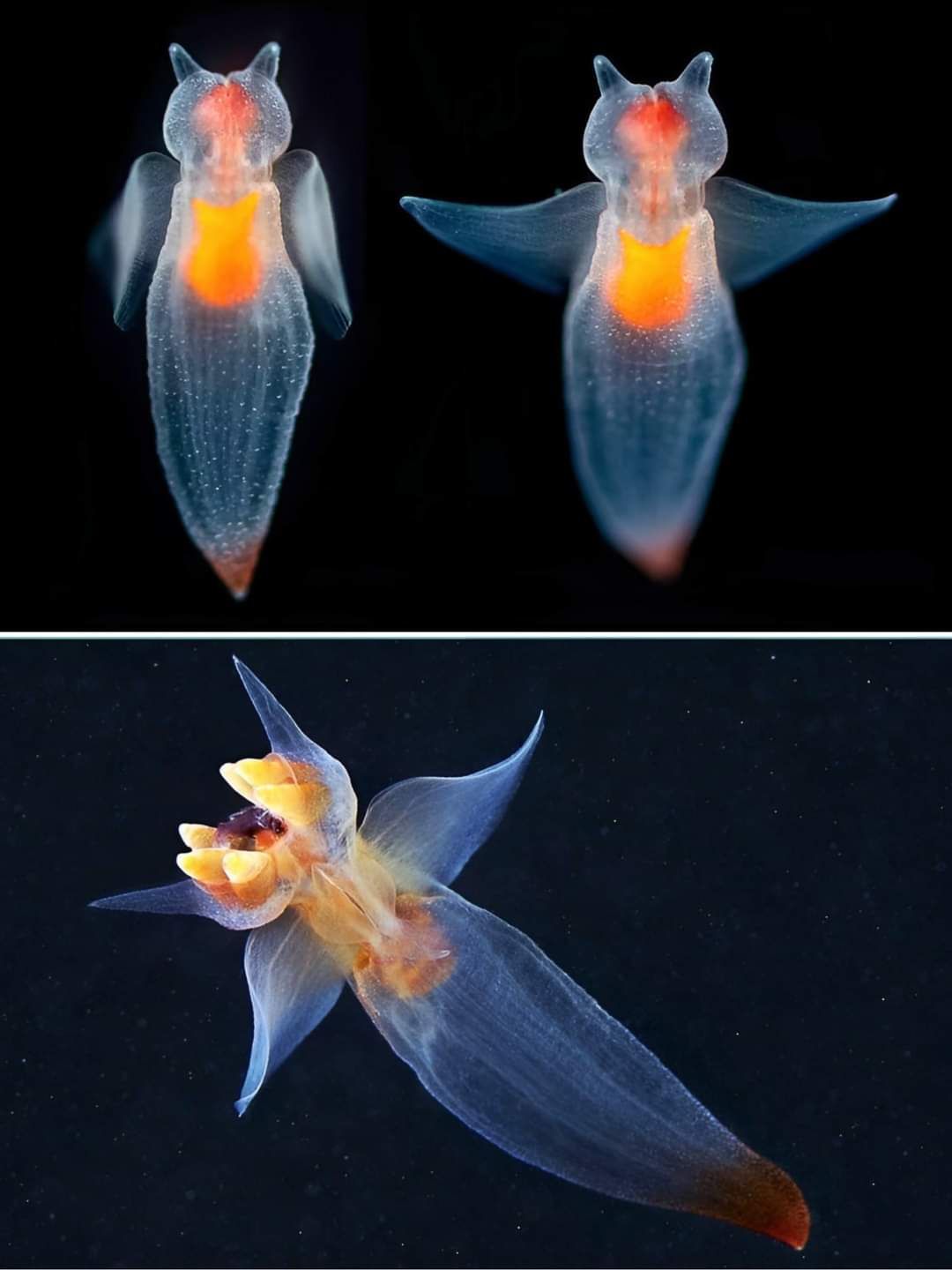 Sea angels are tiny, translucent marine snails that drift