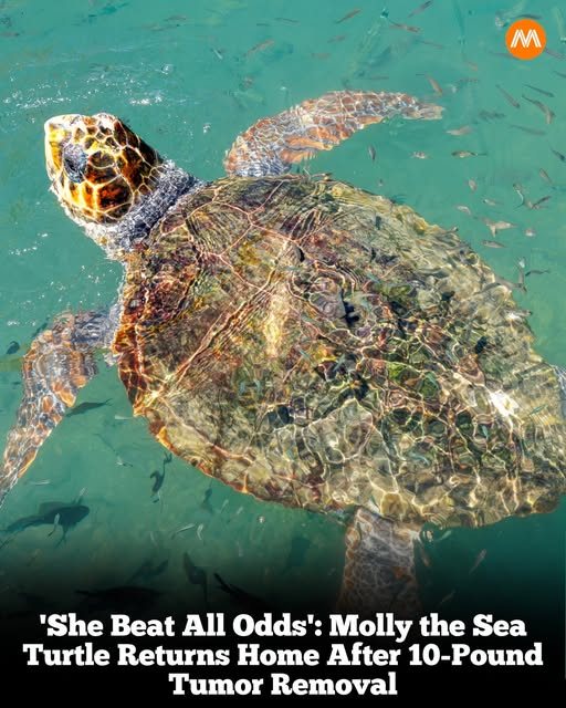 David Attenborough Fans | A 170-pound loggerhead sea turtle nicknamed ...