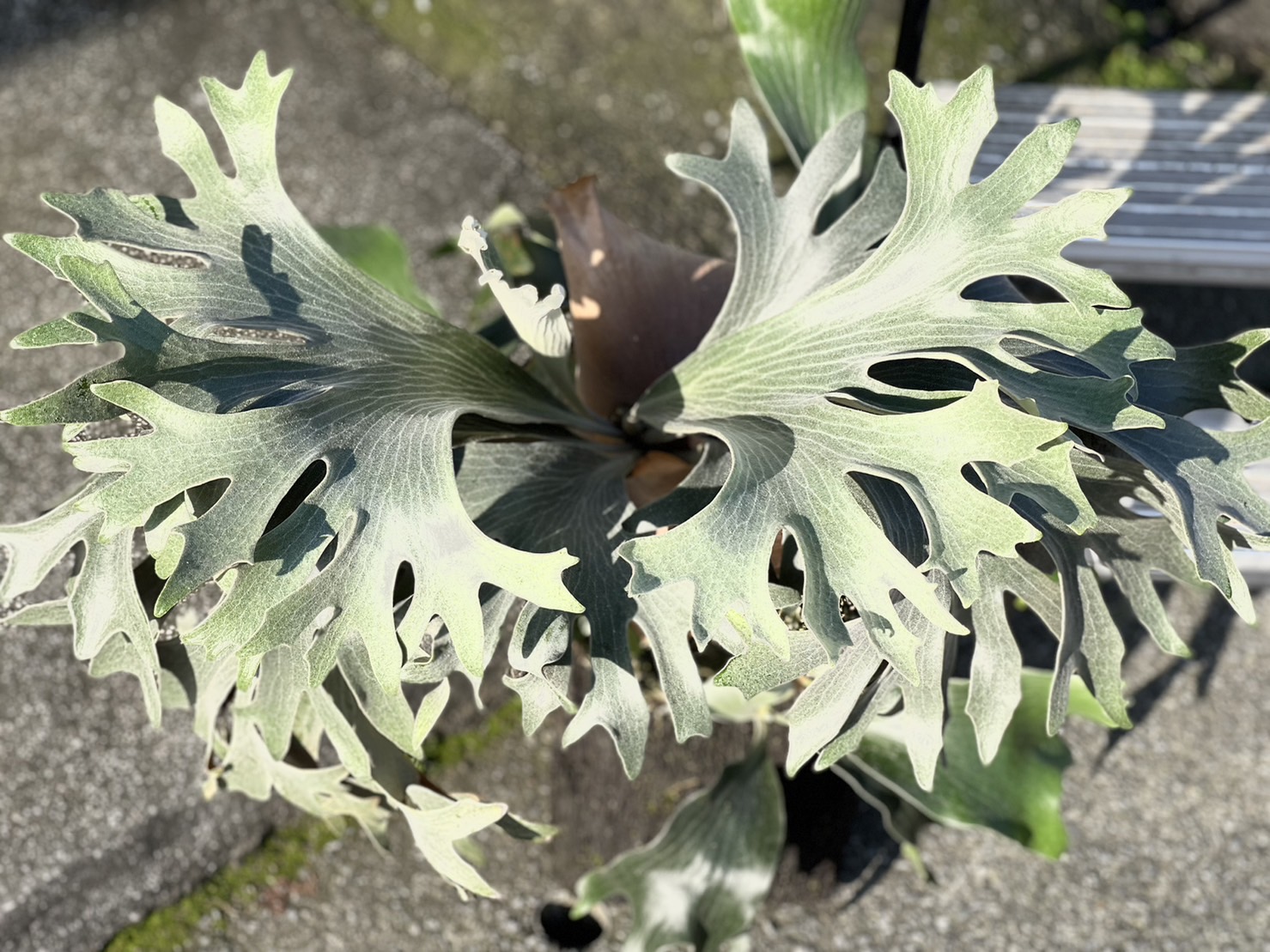 標售***P.hillii Aorchao 16 ***(正***Aorchao 16***非Aorchao spore 