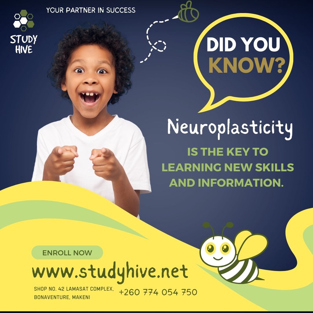 Study Hive - 📚 **Neuroplasticity and Learning: How Your...