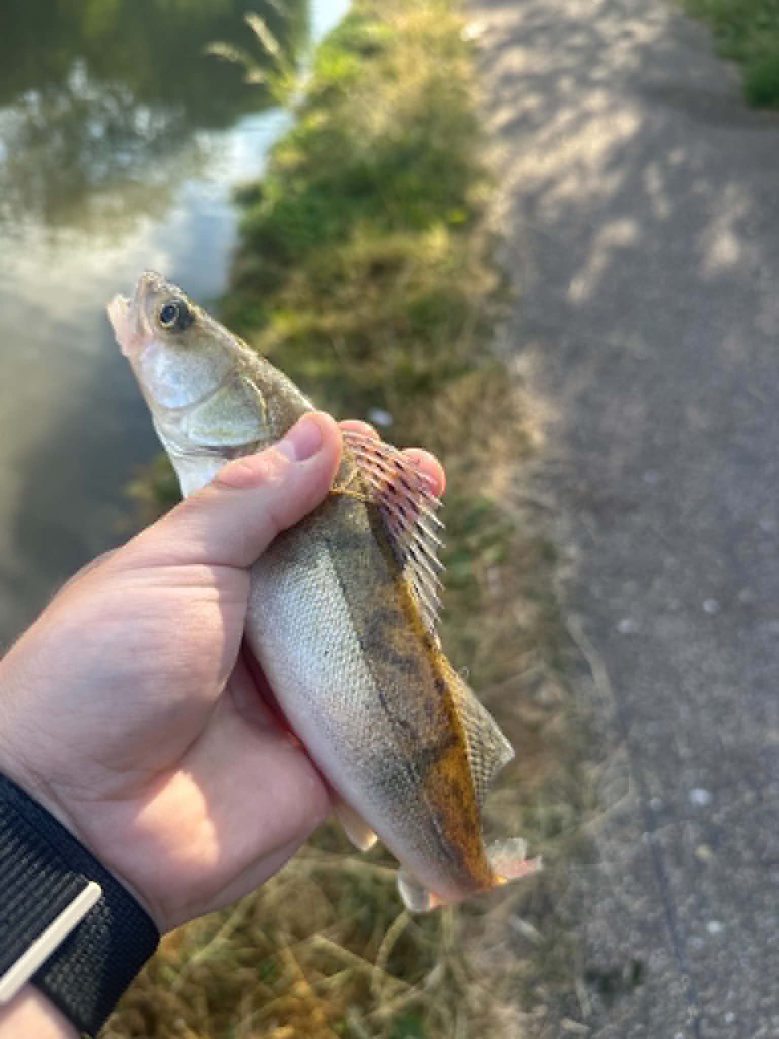 cajun fishing lure Grub & Split Tail Spins Electric Fishing Reels | Perch Eye 1 Extra Grub Size:1/0 VMC 6250N $2.50 25pack