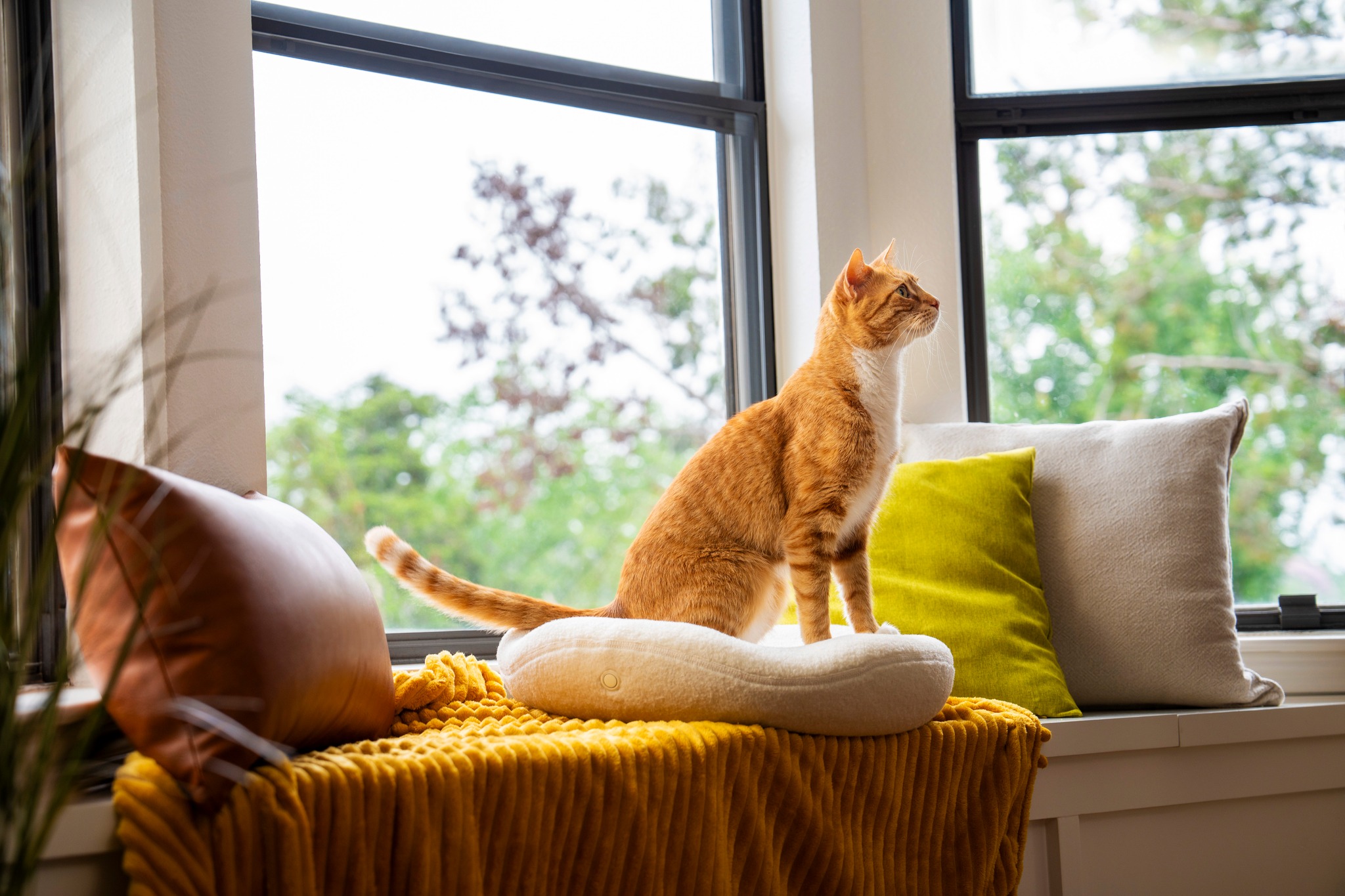 Curated visual reference: Knead Cats Photo Inspiration