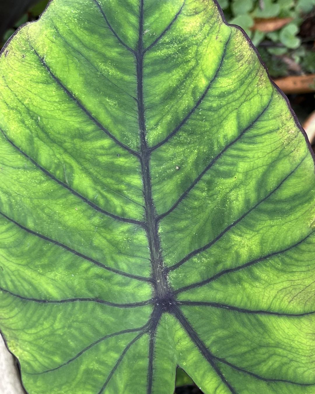 コロカシア　フォレストサンレイズ Colocasia​ Forest​ Sunrays So Beautiful