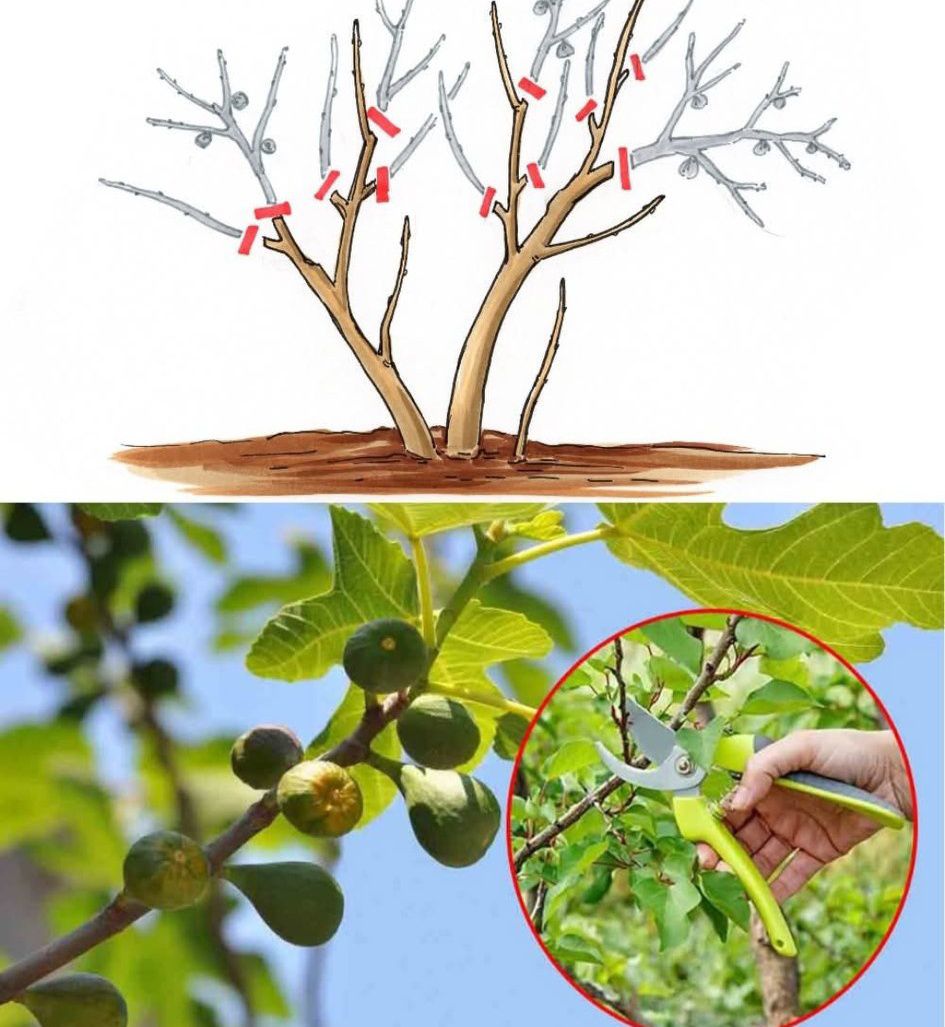 GreenGlee - 🍇🌳 Pruning Fig Trees for High Production 🌳🍇 1️⃣ Training ...