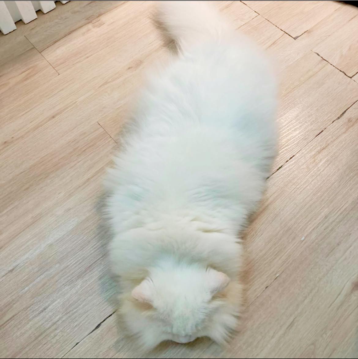 Catpuccino - Soooo long and fluffy while sleeping — can you guess who's ...