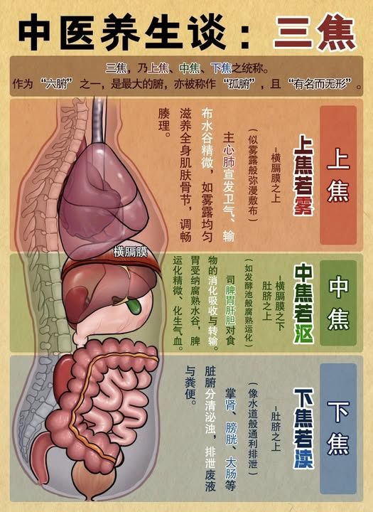 养生课堂 | 三焦：遠不止“上中下”三分那麼簡單 | Facebook