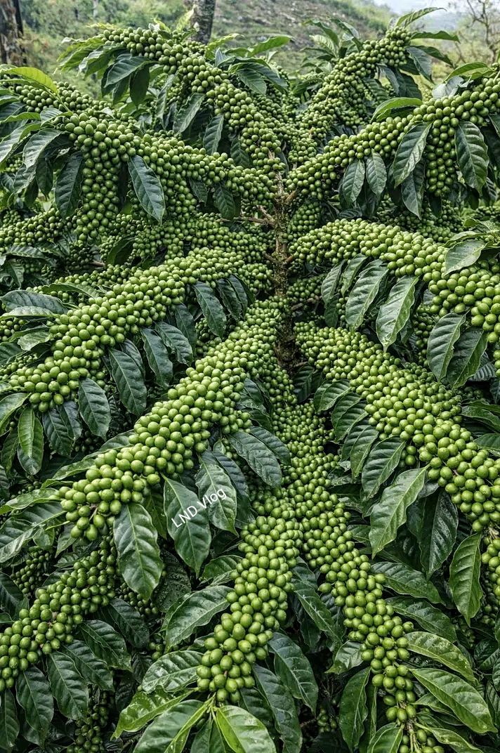 Arabica coffee variety P88 #fbpro #kopiarabika #nature #jangkauanluas