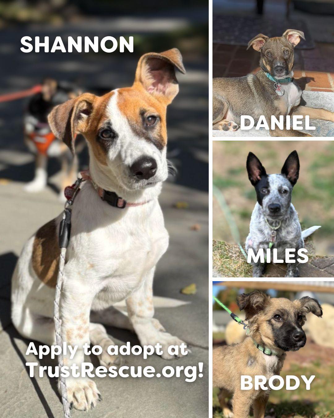 Trust - 🐶Look who is here in New Jersey and are ready to find their ...
