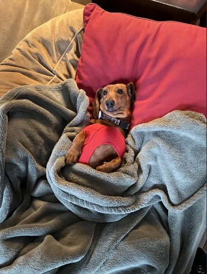 Linkthesausage