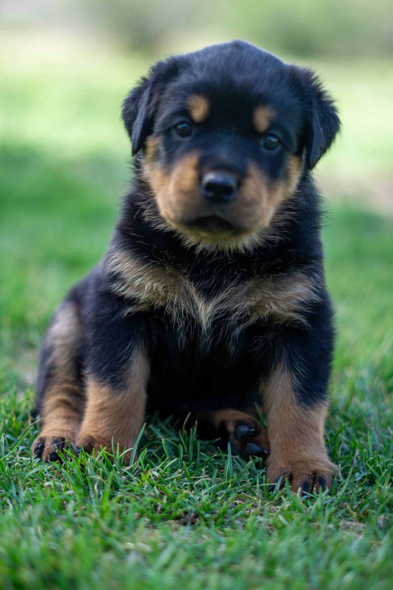 Colorado High Plains... - Colorado High Plains Rottweilers