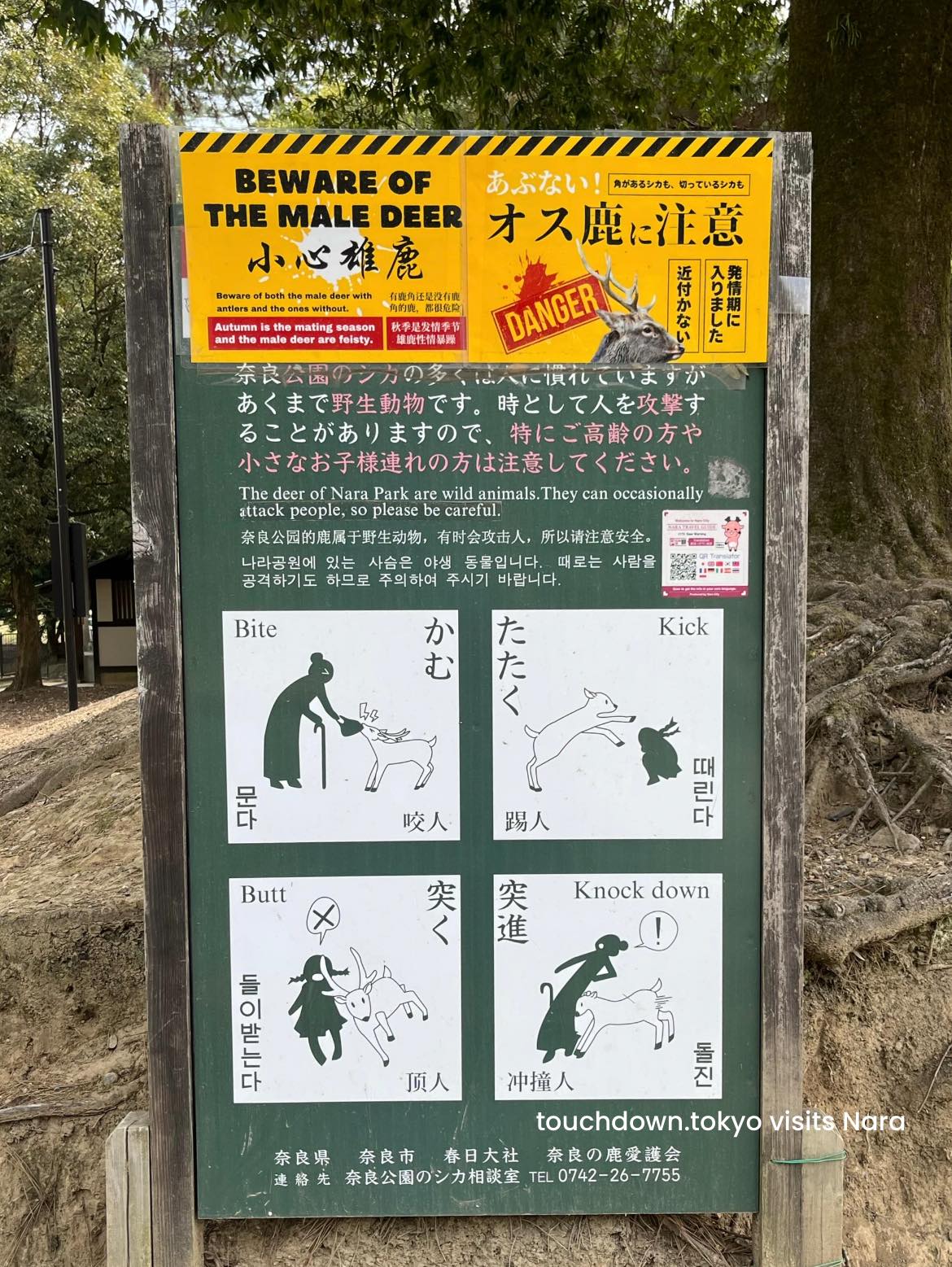 Heads up to those going to Nara Park ‼️Beware of the Male Deer