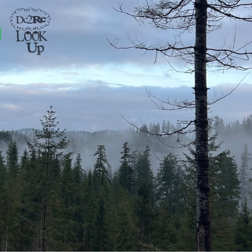 Look Up Forest