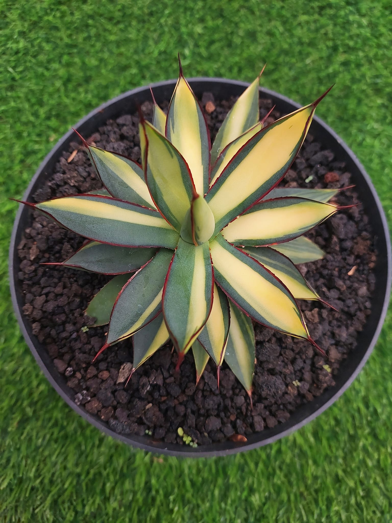 Agave 'Burnt Burgundy' variegated