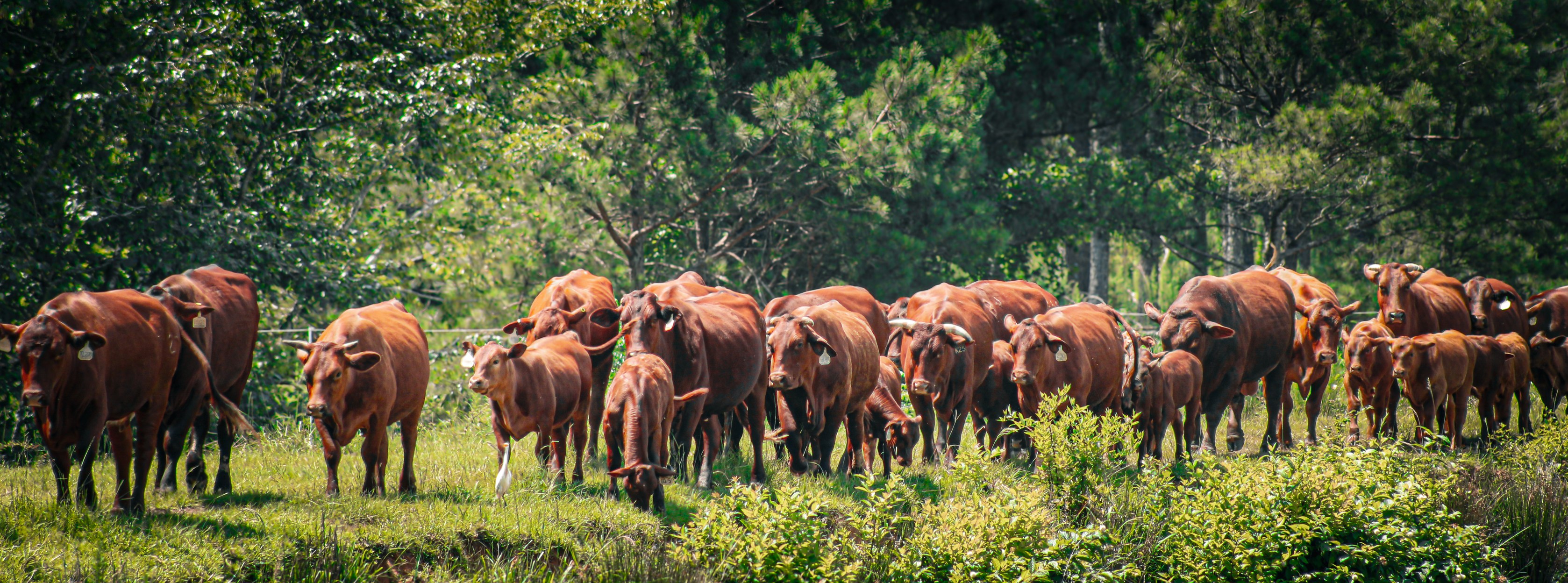 Cherry Ridge Farms... - Cherry Ridge Farms Land and Cattle