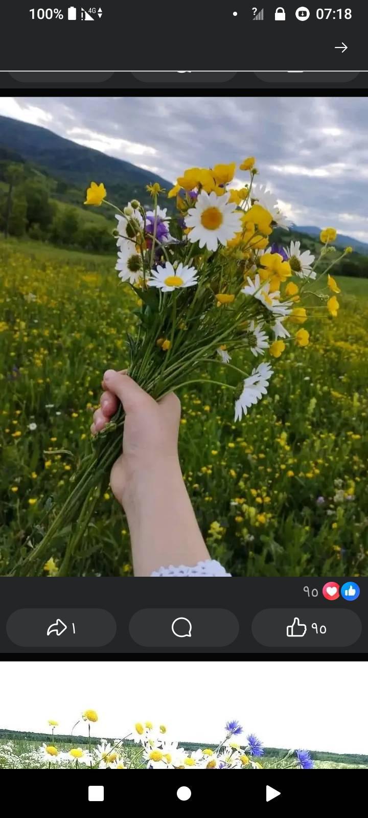 Zinnia growers group | Why is there weird stringy webbing inside my ...