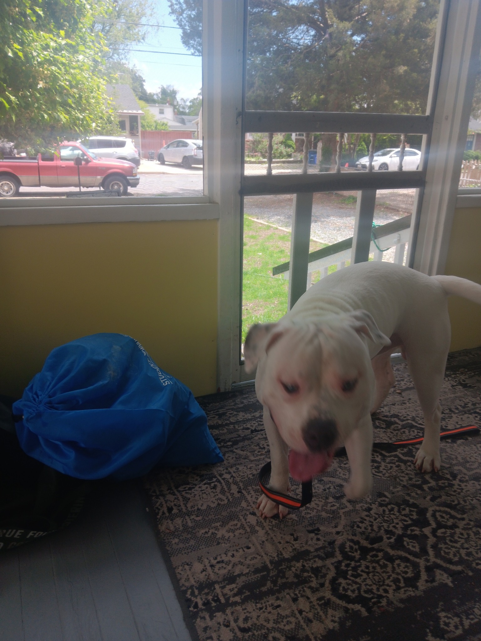 Bunch Ave. If anyone is looking for this nice Pit. Nick 443-891-5503