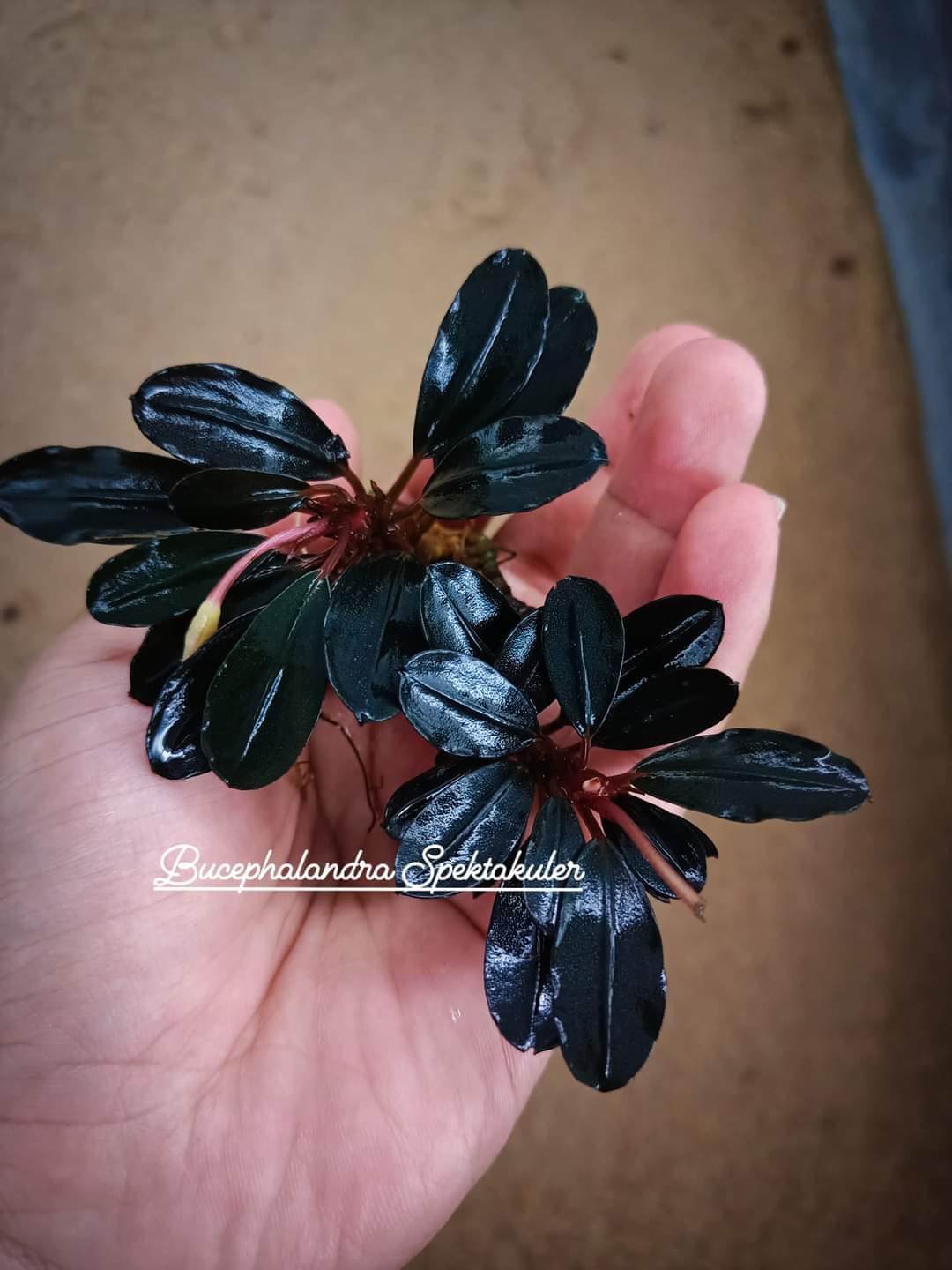Bucephalandra Sp🍃 From Indonesia 🇮🇩 Best Quality 🥳 We provide