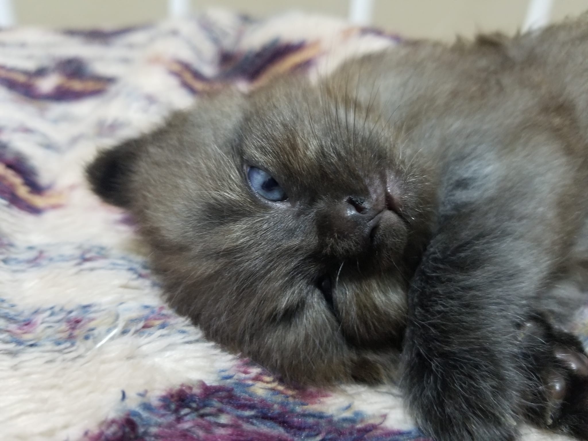 Jamie Lynn　「Sleeping Cat」　157 Black cats sleep with one eye open lol💓💓💓
