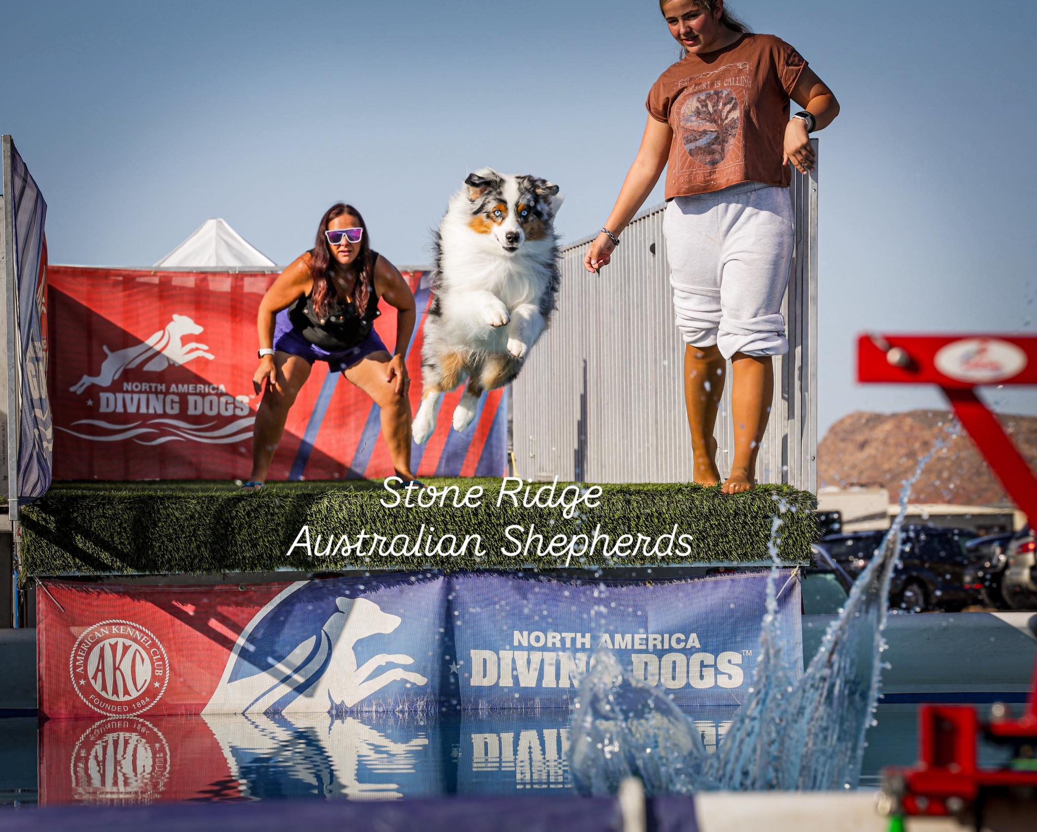 Stone Ridge Australian Shepherds | Riverton UT