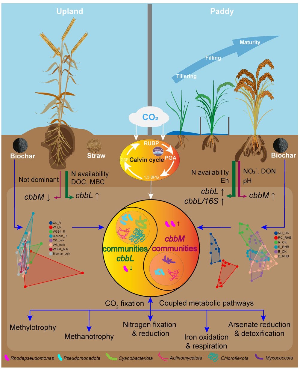 Biochar Forum | New study in Biochar dives deep into the unseen world ...