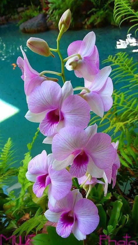 Flowers for you 🌺🥀