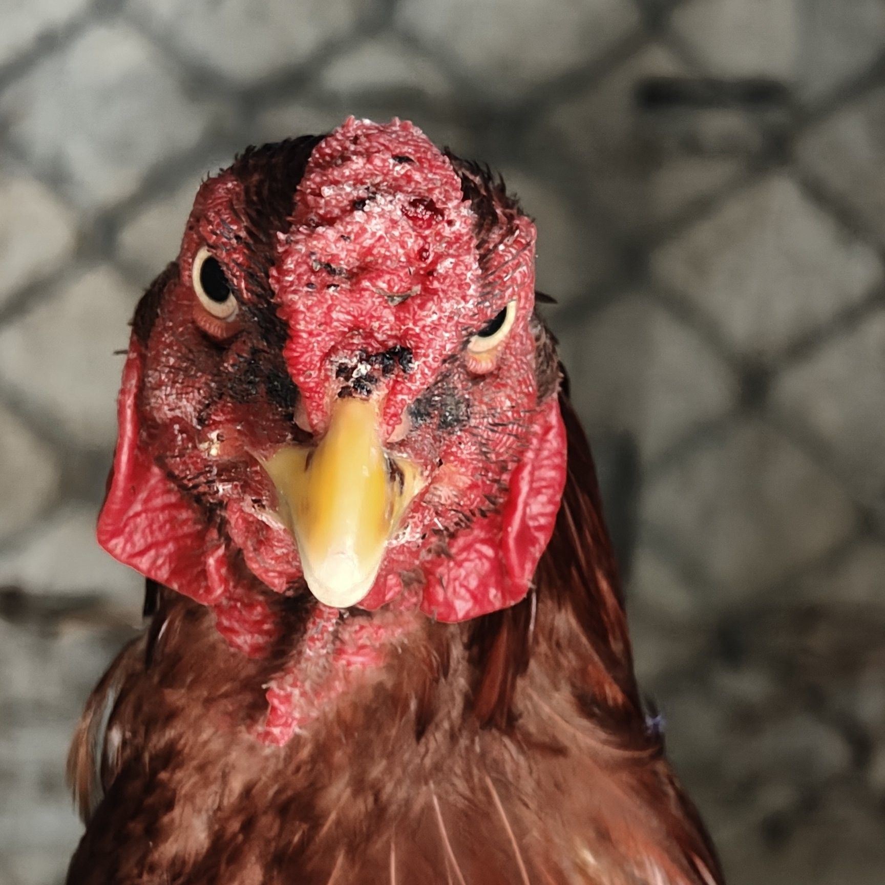 #aseel #rooster #shamo #cockfighting #ayambirma #cockfight #seval # ...