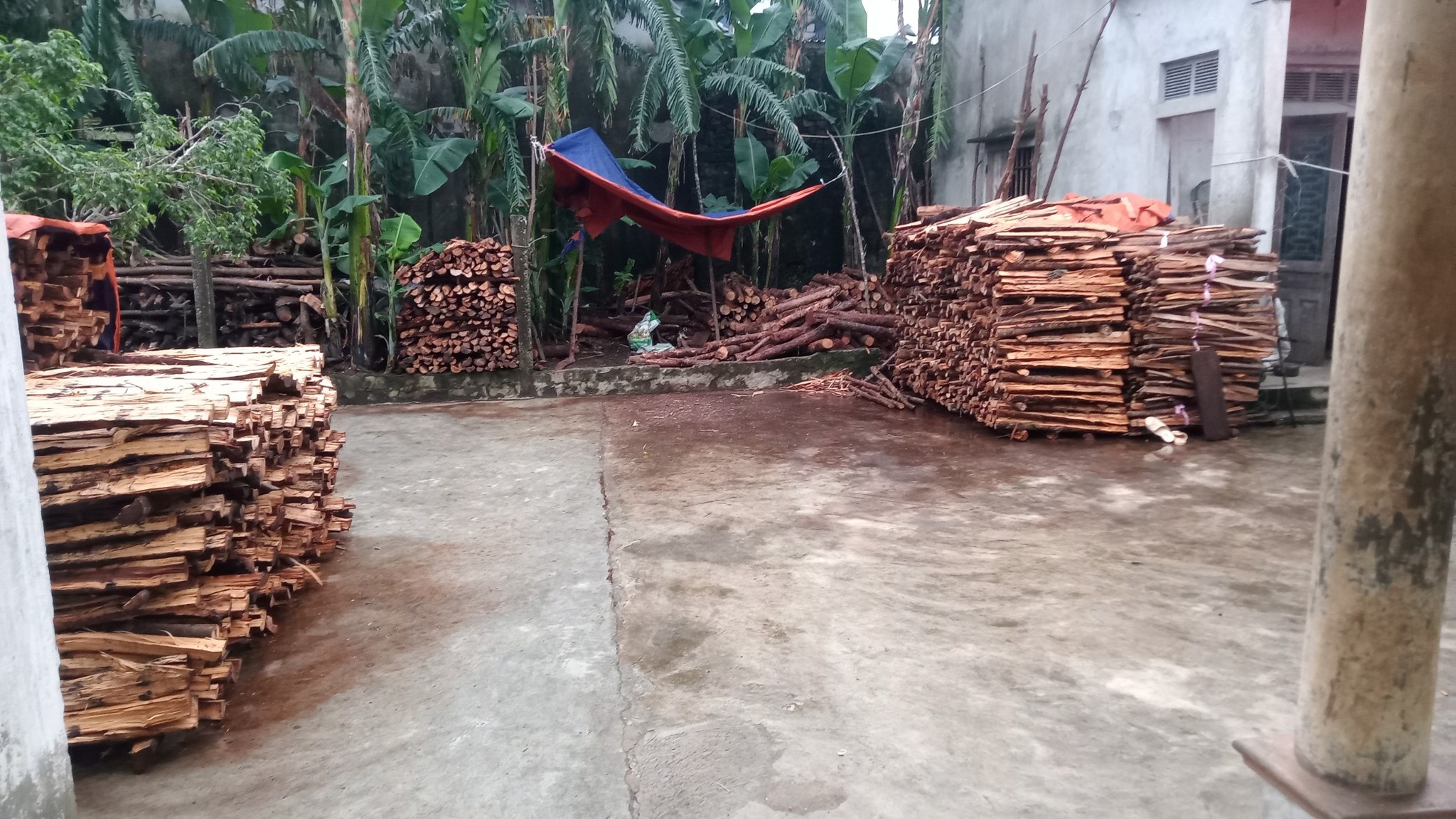 Diễn Bích Quê Choa ️ | Bên em đang cắt củi làm củi bán nếu ai có nhu ...