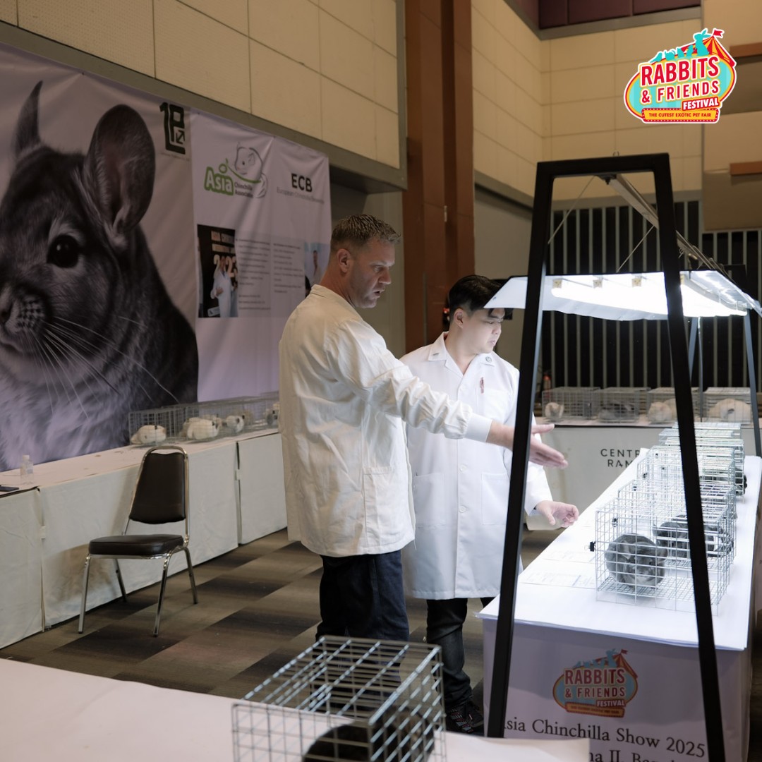 Rabbits & Friends Festival