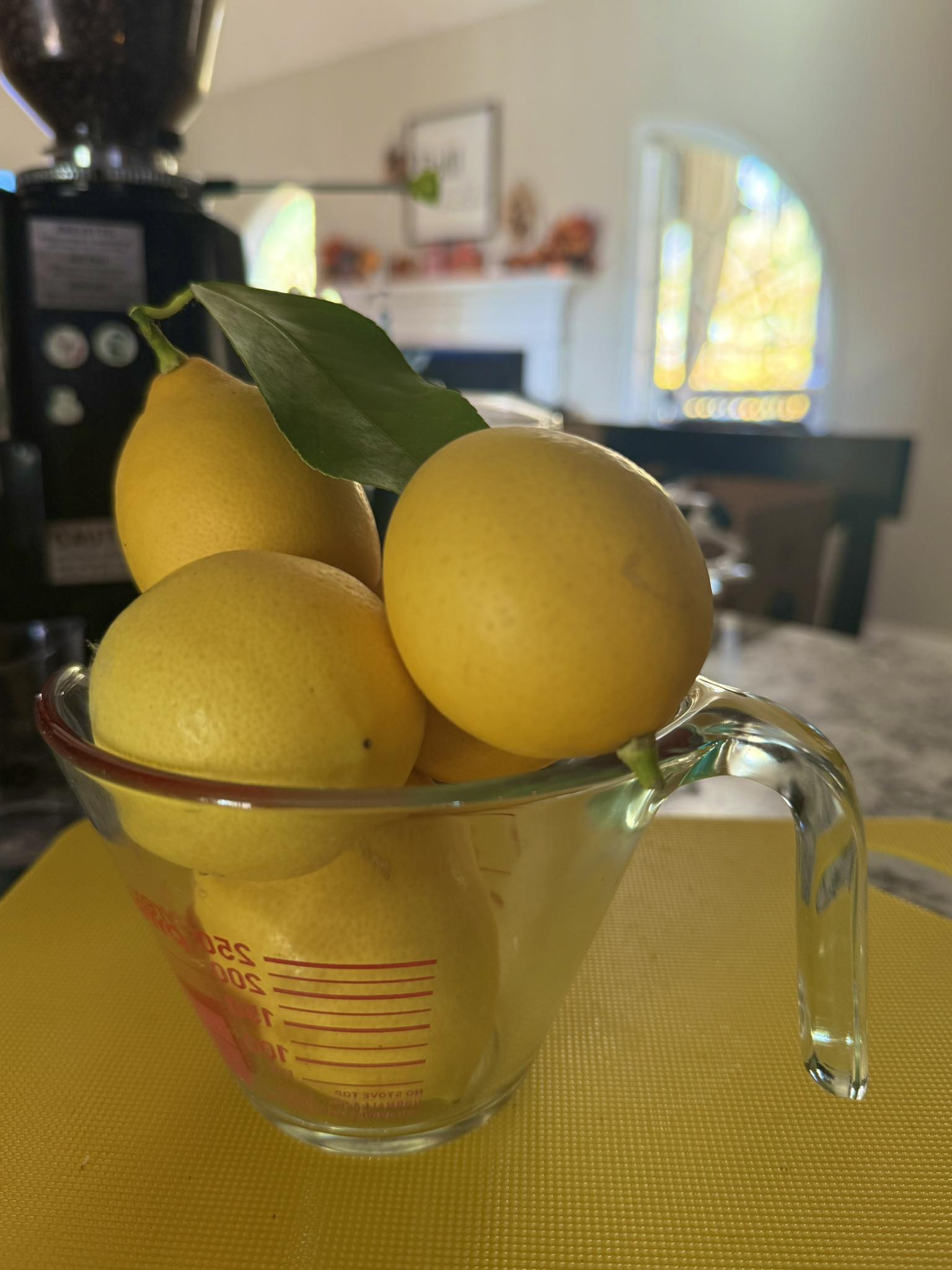 Melody - I’ve been admiring these lemons for weeks — too pretty to pick ...