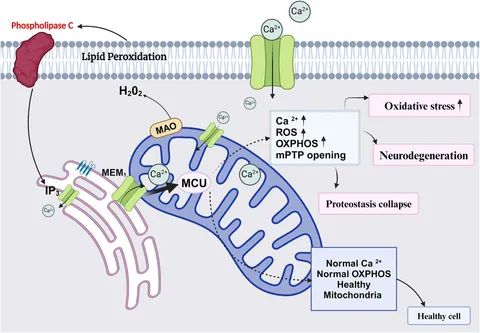 Association between healthy mitochondria and age-associated diseases