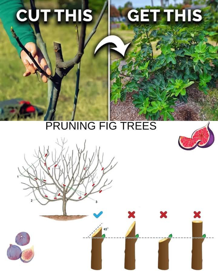 Gardening - PRUNING FIG TREES, Best Pruning Techniques for BIGGER ...