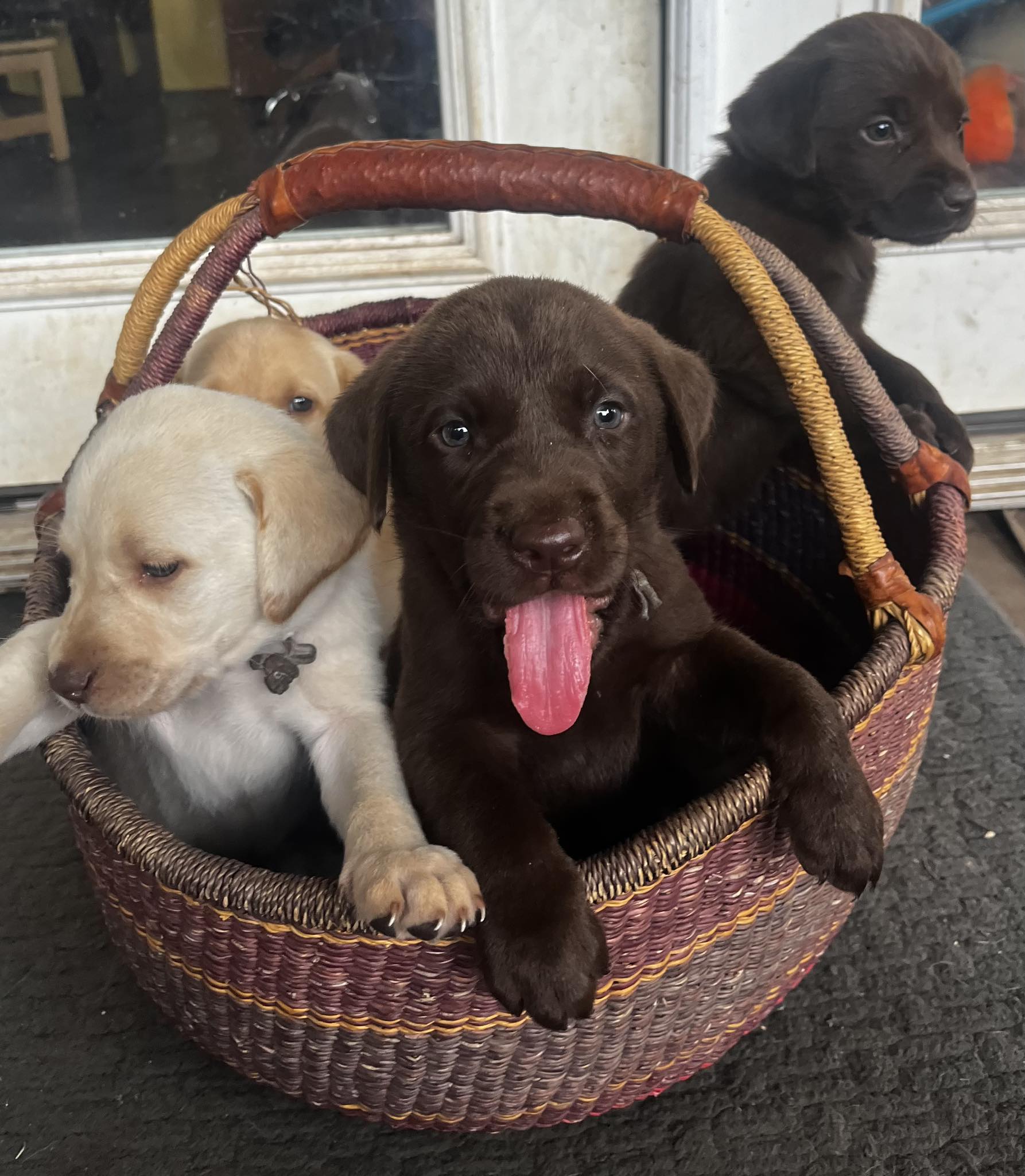 North Shore Labradors Haleiwa Oahu | Waialua HI