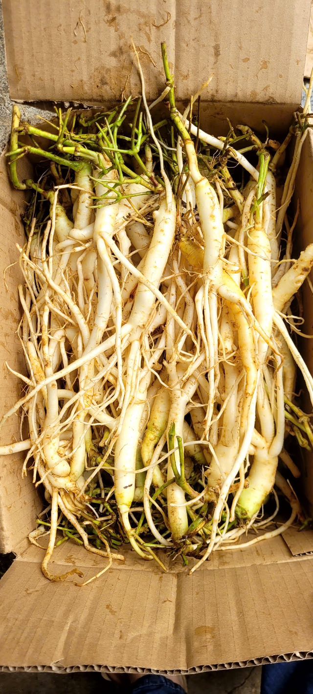 Sâm Dây Kon Tum - Giá Cửa Rừng