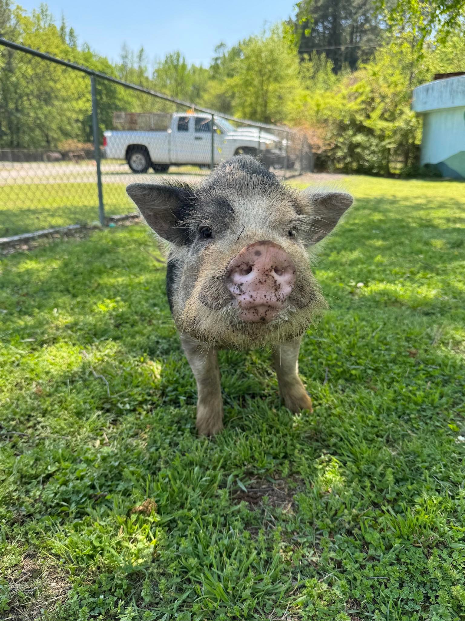 Jak's Second Chance... - Jak's Second Chance Rescue Ranch