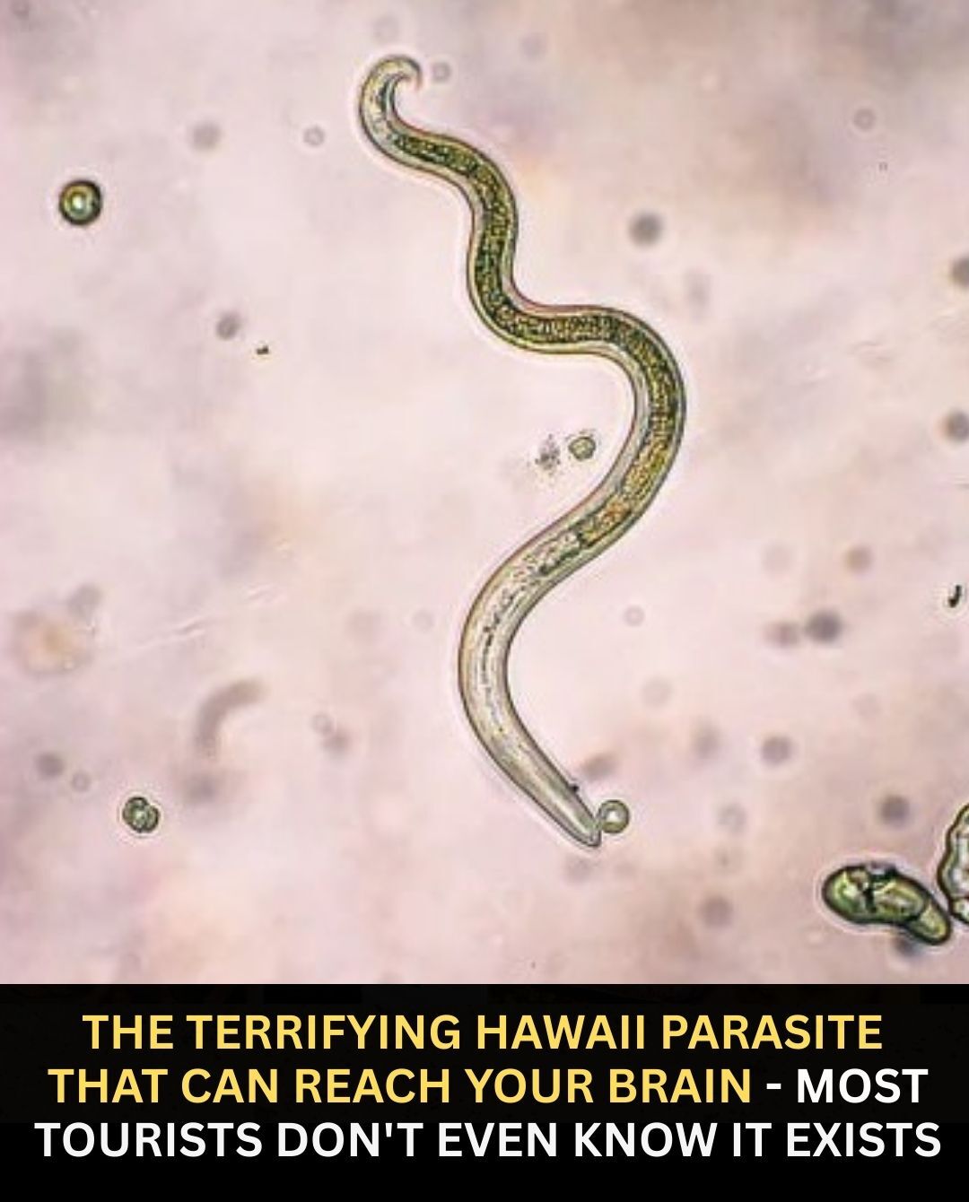 Aloha - When locals on the Big Island started warning me about ...