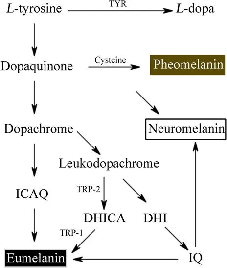 dihexa degradation pathways tyrosine oxidation What is the process of phenylalanine and tyrosine? Peptide Synthesis BPC-157 Dosage: The Complete Color:Indigo Purple