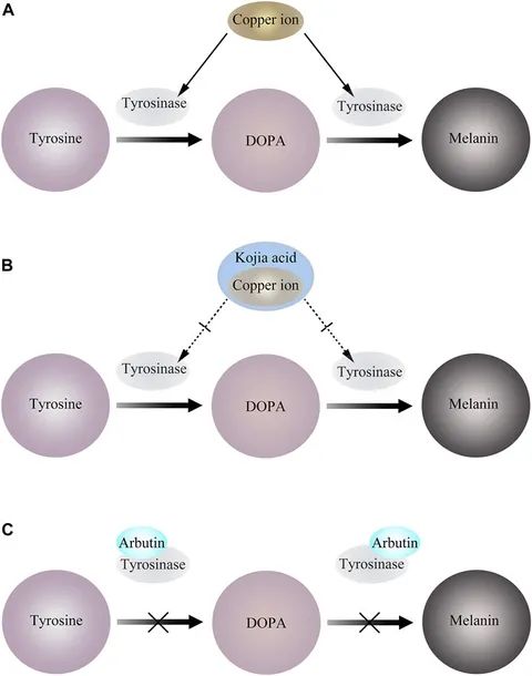 Inhibiting tyrosinase activity with copper ions
