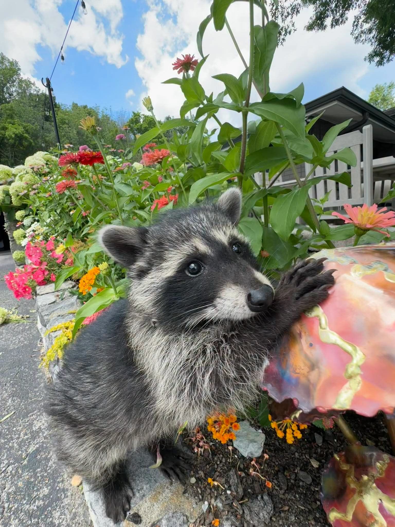 Marmot & Friends