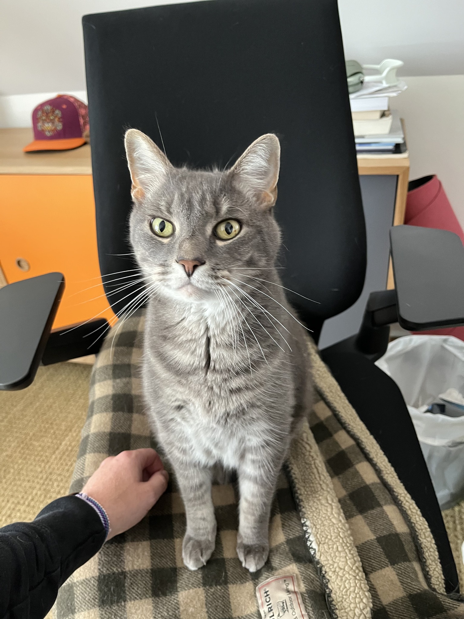 BC SPCA Salt Spring Island | Salt Spring Island BC
