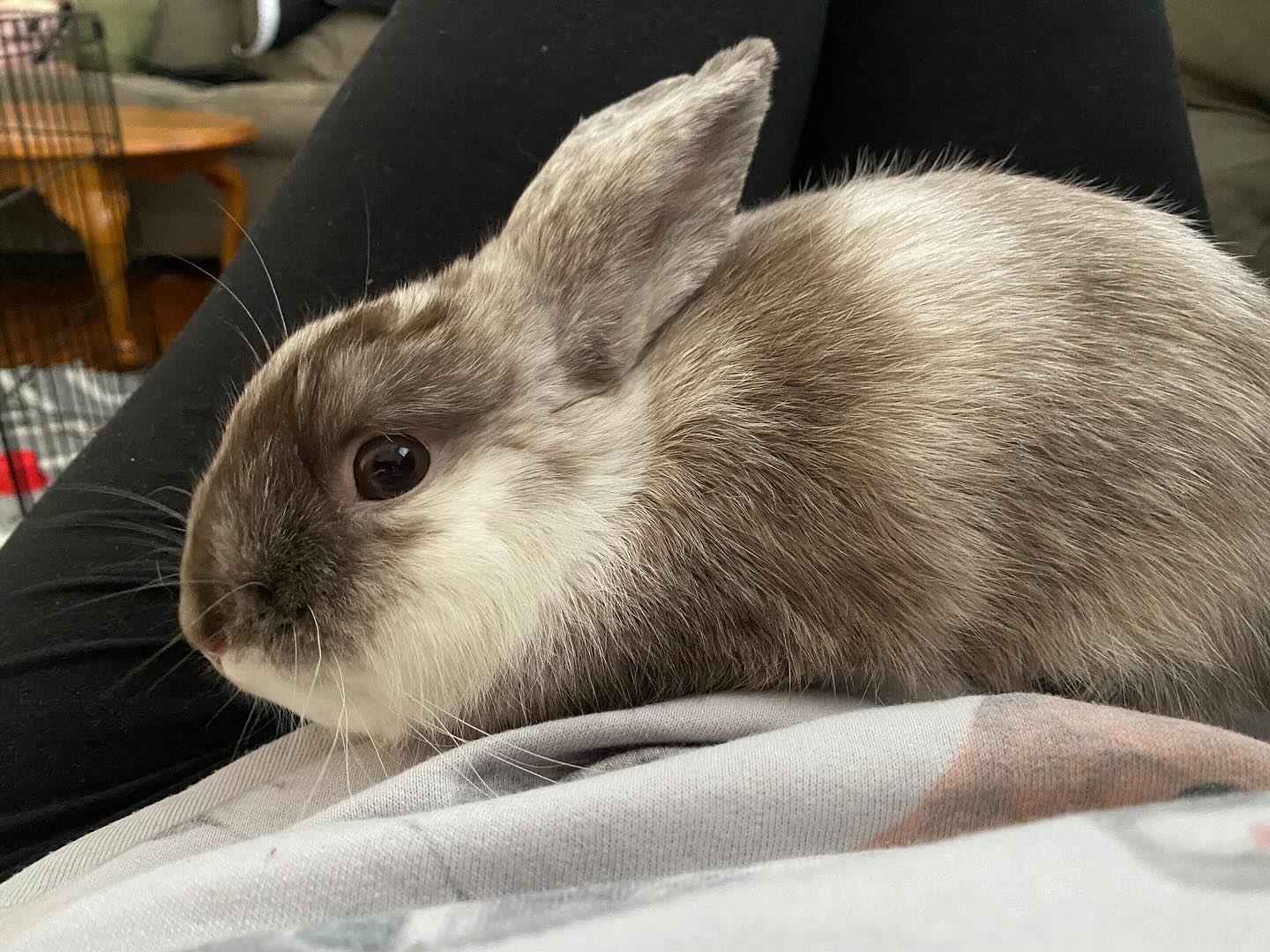 Rachel’s Rabbits - Rabbit Sitting And Boarding On Long Island | Copiague NY