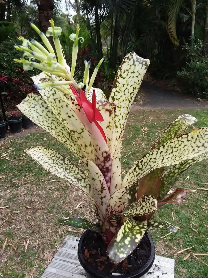 ブロメリア・エアープランツ Billbergia Kolan Pink Queen ブロメリア・エアープランツ Billbergia Kolan Pink Queen ブロメリア