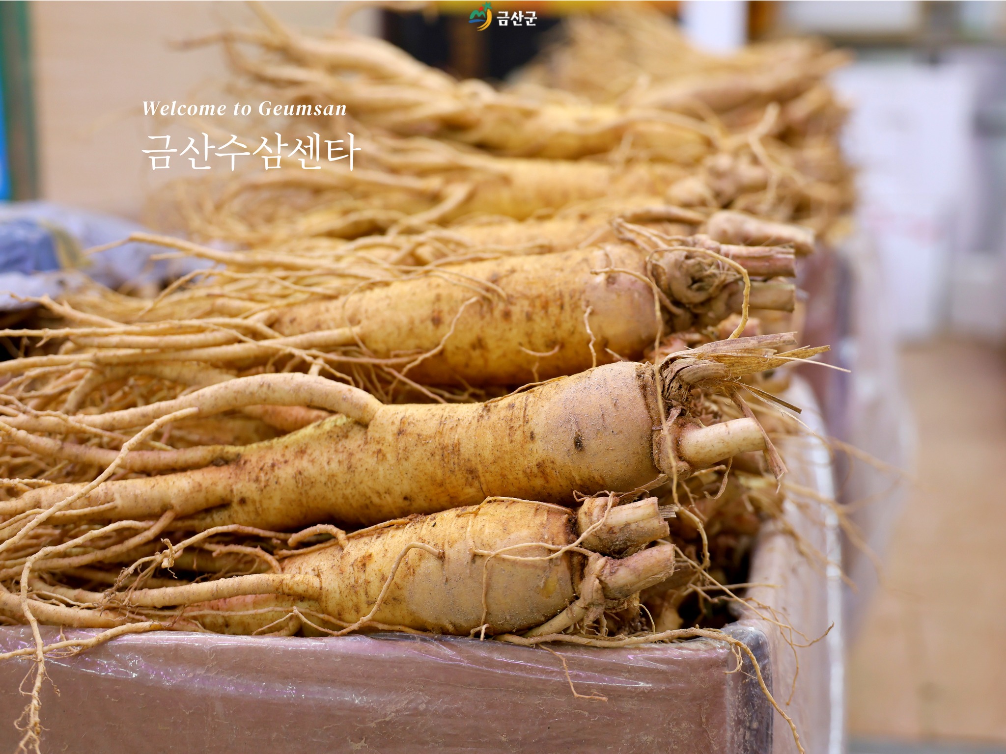 금산군 - #금산수삼센타 전국 최대의 수삼 유통지 금산수삼센타의 면역력 강화와 피로 회복에 좋은...